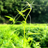 Gynostemma Pentaphyllum Thunb