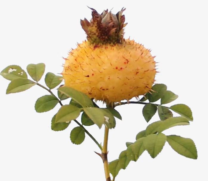 About Rosa roxburghii.jpg